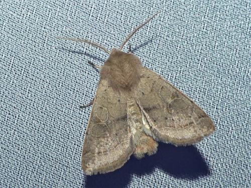 Orthosia cerasi